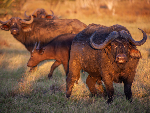Machaba Safari Packages Classic Botswana Package Highlightimage Adernalin Rush
