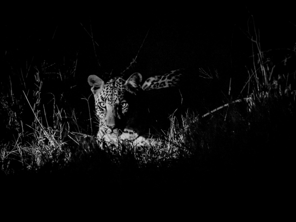 Machaba Gomoti Experience Safari Mvr 036