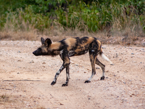Machaba Deteema Experience Safari Mvr 010