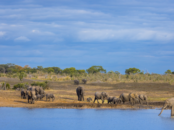 Machaba Web Packages Verneys Wildlife