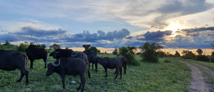 Machaba Botswana Chobe Ngoma Sighting January 2020 Buffalos