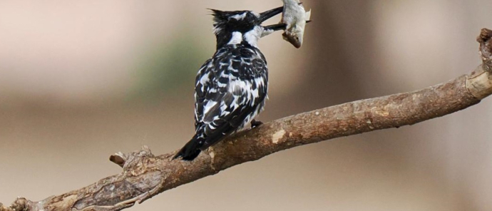 Machaba Mana River Camp Wildlife Sightings October 2025 Pied Kingfisher