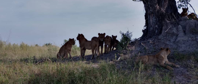 Machaba Safaris   Botswana   Okavango Delta   Kiri Camp   Wildlife Sightings   April 2023  Pride Of Lions