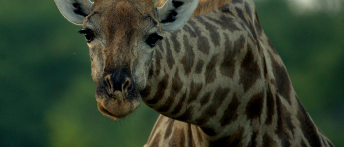 Machaba Deteema Springs Wildlife Sightings April Giraffe Portrait