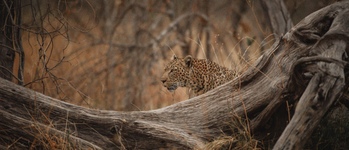 Botswana Okavango Delta Machaba Camp Leopard Shadow