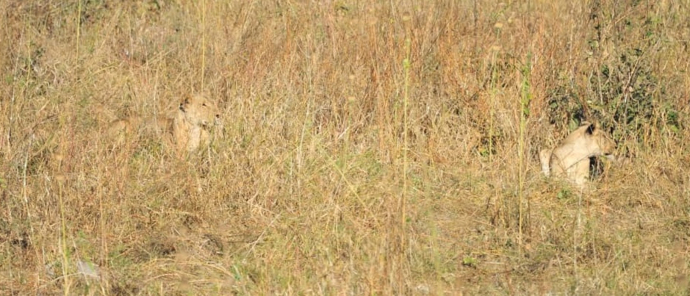 Machaba Deteema Springs Camp Wildlife Sightings December 2025 Lionesses Near Deteema