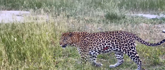 Botswana   Okavango Delta   Machaba Camp   Wildlife Stories   Feb 2022   Leopard