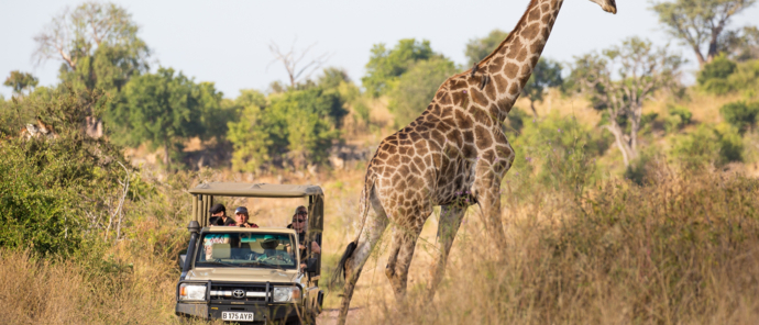 Machaba Botswana Chobe Ngoma Sighting July 2020 Giraffe