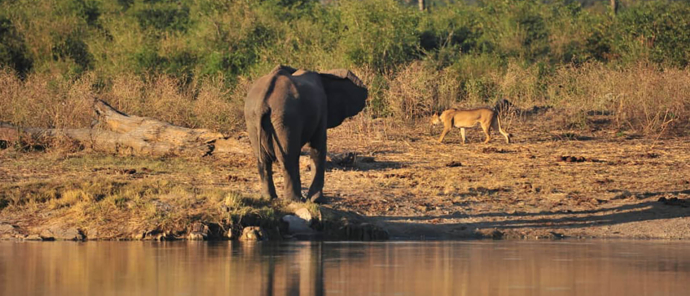 Zimbabwe Hwange Deteema Springs Sightings June 2021 Elephant Water