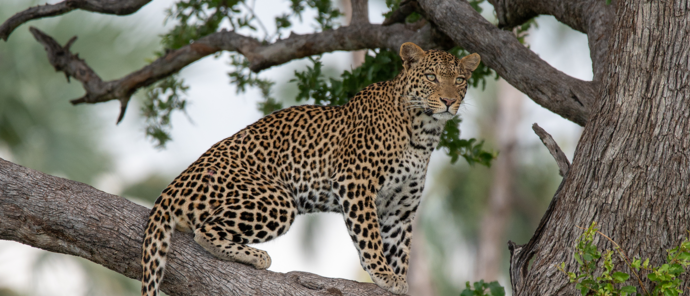 Botswana Gomoti Plains Leopard