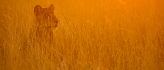 Botswana Machaba Camp Lion