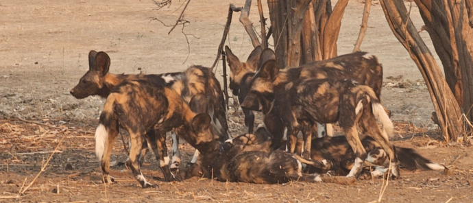 Machaba Mana River Camp Wildlife Sightings October 2025 Pack Of African Wild Dogs