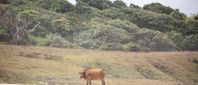 SETTE CAMAS COASTLINE FOREST BUFFALO 3