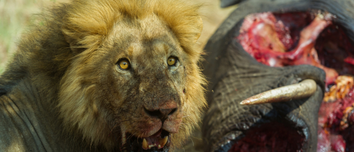 Botswana Okavango Delta Machaba Camp Lion Hunt