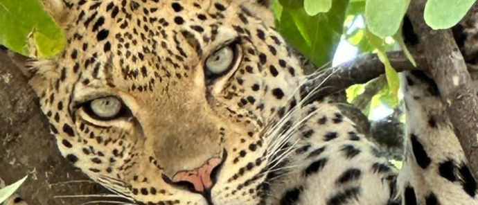 Machaba Kiri Camp Wildlife Sightings October 2025 Leopard In A Tree