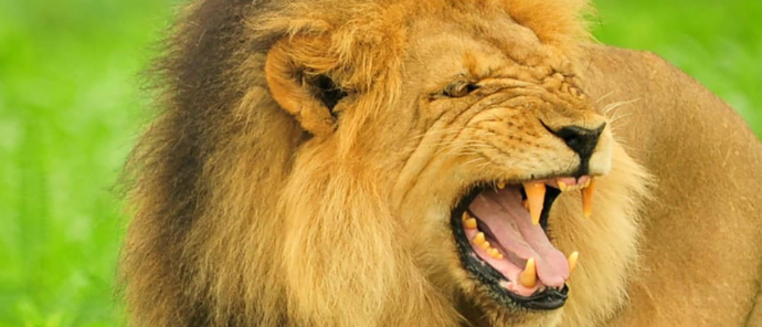 Zimbabwe Hwange National Park Deteema Springs Camp Wildlife Sightings December 2020 Lion Male Roar