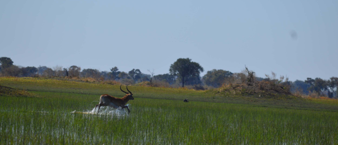 Machaba Camp   Botswana   Kiri Camp   Wildlife Stories   July 2022   Ram Running From Wild Dogs