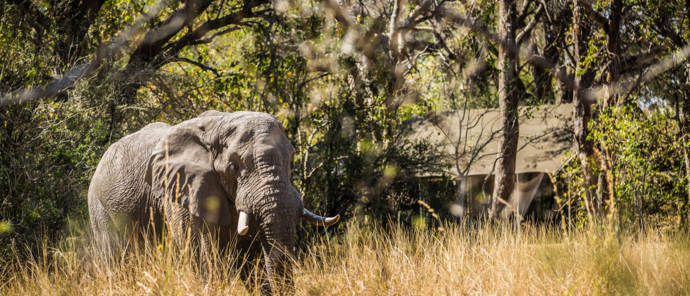 Botswana   Okavango Delta   Machaba Camp   Wildlife Sightings   Machaba Camp Elephant Room