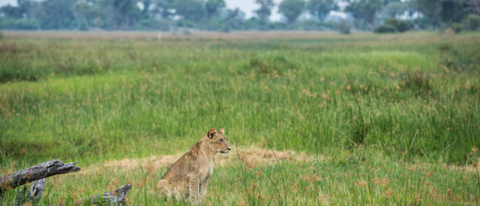 Botswana   Okavango Delta   Gomoti Camp   Oct 2021 Wildlife Sightings   Lioness
