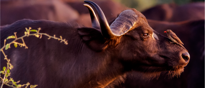 Ngoma Safari Lodge Buffalo