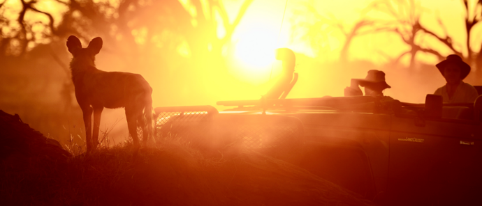 Machaba Safaris   Botswana  Okavango Delta   Gomoti Plains   Wildlife Sightings Report   April 2023   Wild Dog At Sunset