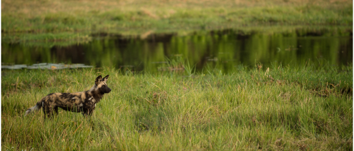 Machaba Botswana Okavango Delta Machaba Camp Sightings January 2020 Wild Dog