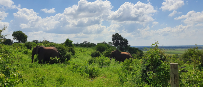 Machaba Botswana Chobe Ngoma Sighting January 2020 Elephants