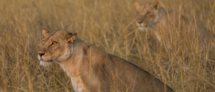 Zimbabwe Mana Pools Ingwe Pan Sightings July 2021  Lionesses