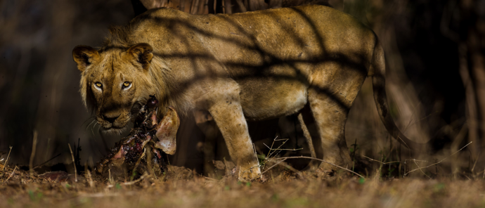 Zimbabwe Mana Pools Ingwe Pan Lion