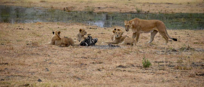 Botswana Okavango Delta Machaba Camp Sightings December 2021 Lion Pride