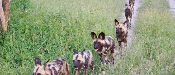 Botswana Gomoti Camp Okavango Delta Wild Dogs
