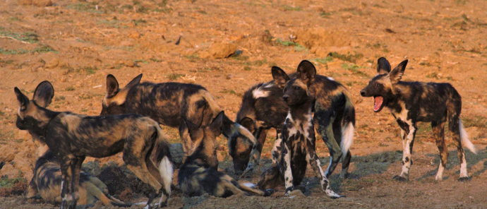 Zimbabwe Mana Pools Ingwe Pan Wild Dog