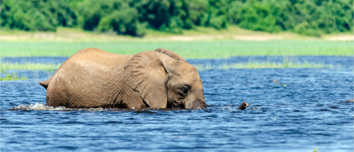Botswana Ngoma Safari Lodge Elephant Swimming