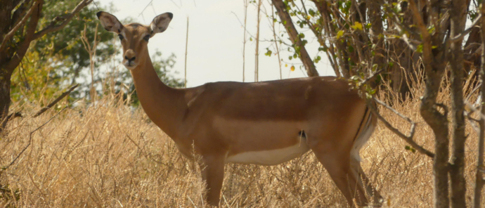 Machaba Botswana Hwange Deteema Impala May Sightings 2020