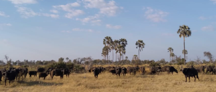Botswana Okavango Gomoti Sightings July 2021 Buffalo Herd Opt