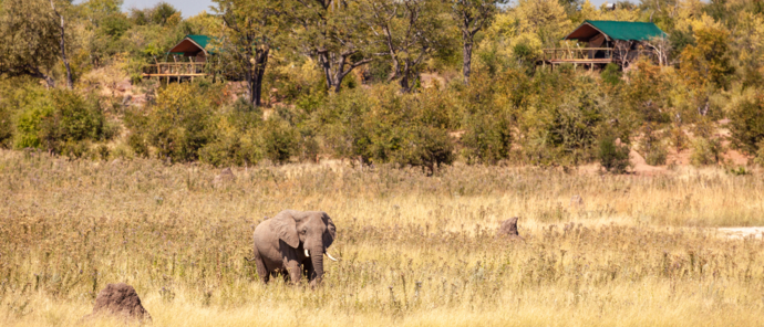 Machaba Safaris   Zimbabwe   Hwange National Park   Deteema Springs   Wildlife Sightings   June 2022   Lone Elephant At Deteema Springs