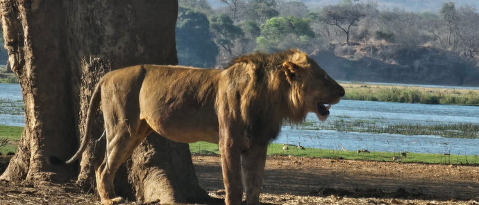 Machaba Mana River Camp Wildlife Sightings October 2025 Lion Near The River