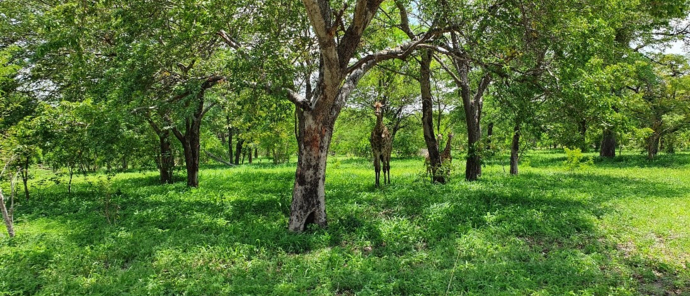 Machaba Safaris Botswana Chobe Ngoma Lodge Sightings Dec 2019 Body Image Giraffes