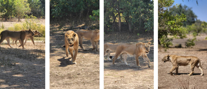 Machaba Safaris   Zimbabwe   Mana Pools National Park   Mana River Camp   Lions Alking Close To Camp