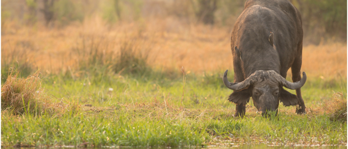 Machaba Botswana Okavango Delta Machaba Camp Buffalo May Sightings 2020