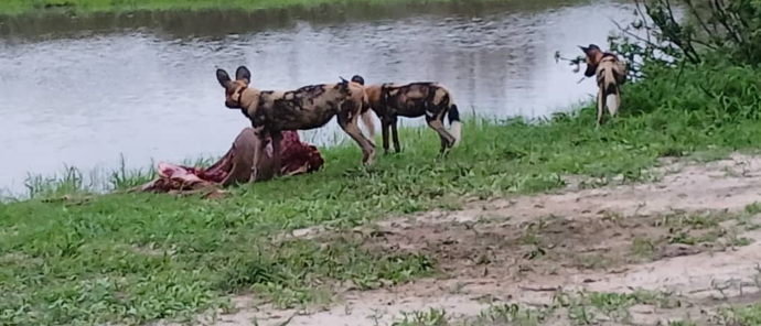 Machaba Verneys Camp Wildlife Stories Nov 2025 Wild Dog