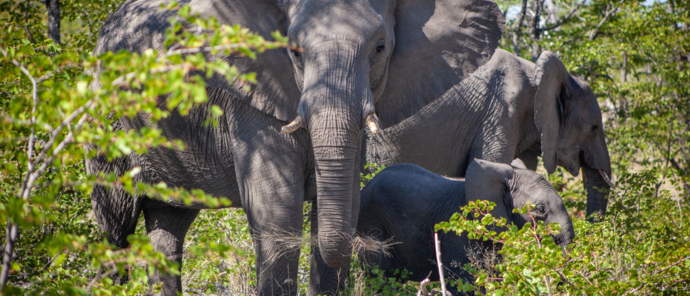 Machaba Botswana Okavango Delta Gomoti Plains Sightings February 2020 Elephants