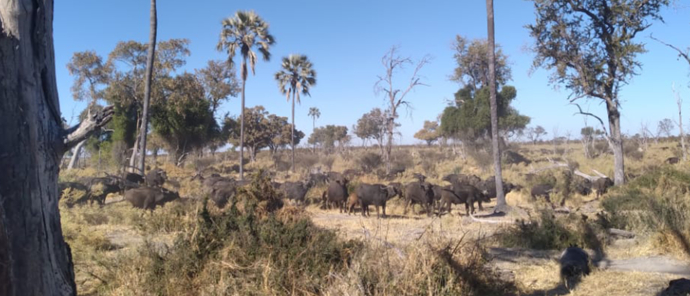 Botswana Okavango Gomoti Sightings July 2021 Buffalo