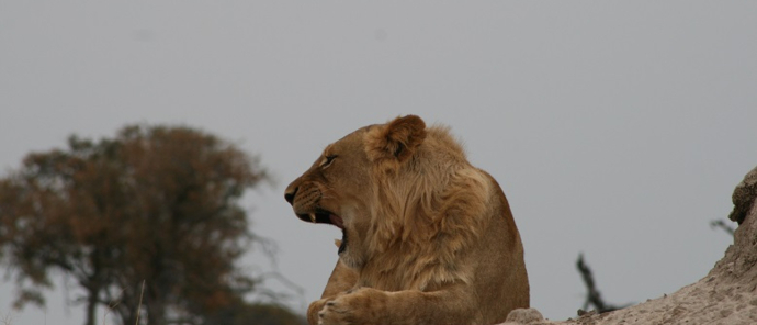 Machaba Safaris   Zimbabwe Safaris   Verneys Camp   Wildlife Stories   Aug 2022   Male Lion