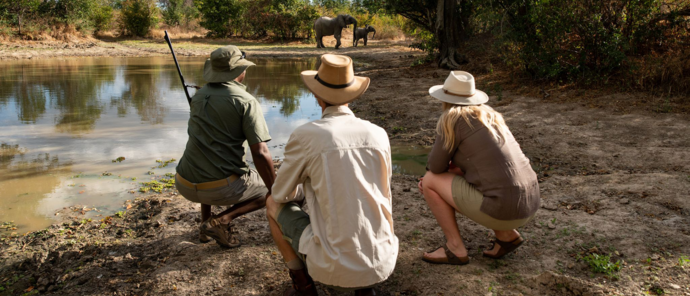 Zimbabwe Mana Pools Tracking