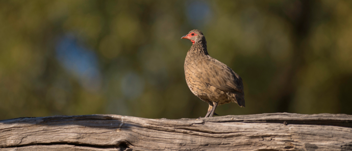 Machaba Botswana Okavango Delta Machaba Camp Sightings March 2020 Bird