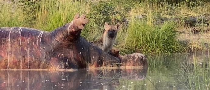 Botswana   Okavango Delta   Machaba Camp   Wildlife Stories   Feb 2022   Hippo And Hyena