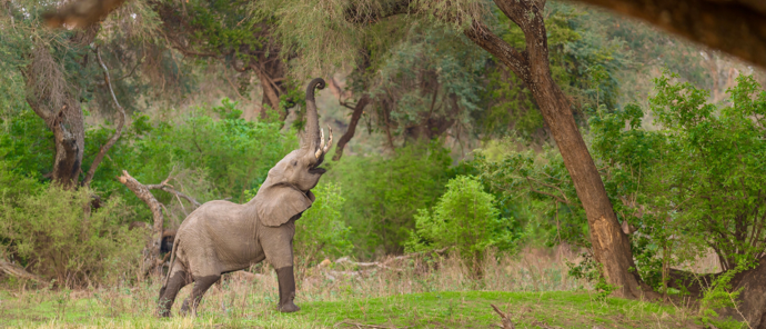 Zimbabwe Mana Pools Ingwe Pan Boswell Elephant