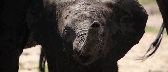 Machaba Botswana Chobe Ngoma Sighting June 2020 Body Image Elephant Calf