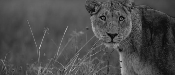 Machaba Botswana Okavango Delta Machaba Camp July Sightings Lion